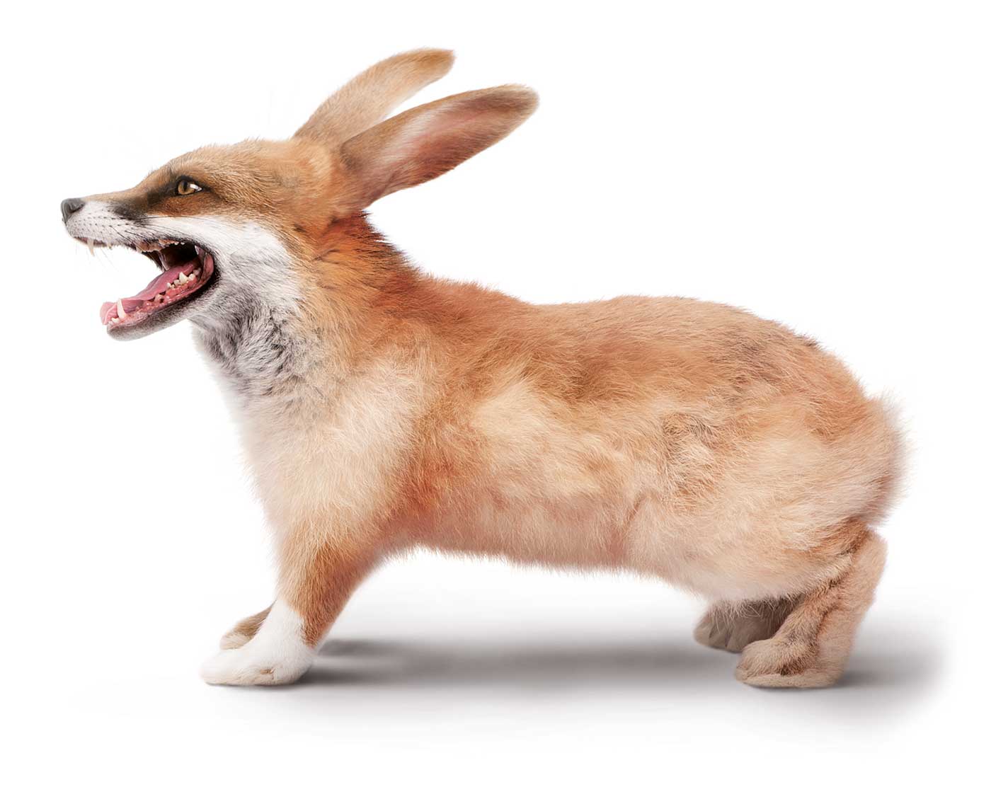 bondpartners-lapin-renard-1400px